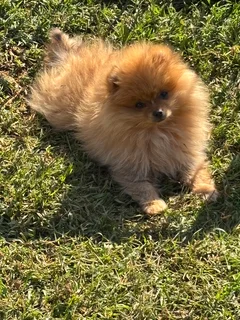 Pomeranian male puppies
