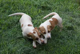 Jack Russell Puppies