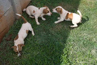 Jack Russell Puppies