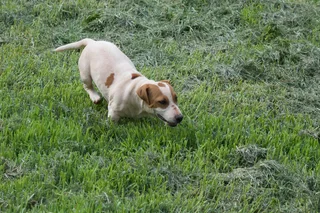 Jack Russell Puppies