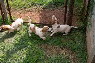 Jack Russell Puppies