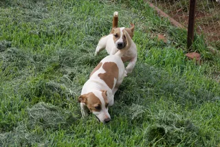 Jack Russell Puppies