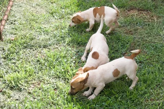Jack Russell Puppies