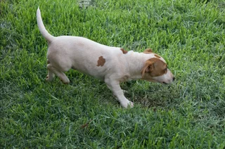 Jack Russell Puppies