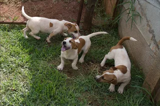 Jack Russell Puppies