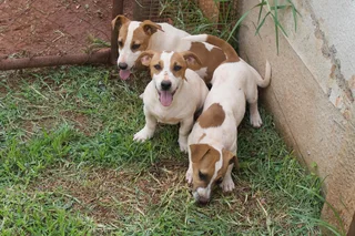 Jack Russell Puppies