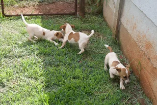 Jack Russell Puppies
