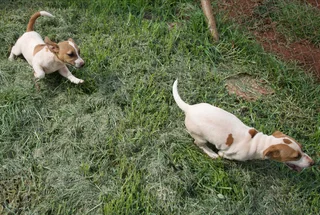 Jack Russell Puppies