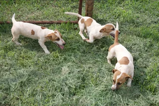 Jack Russell Puppies