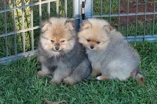 Pomeranian Puppies