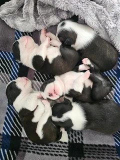 Boston Terrier Puppies for Sale