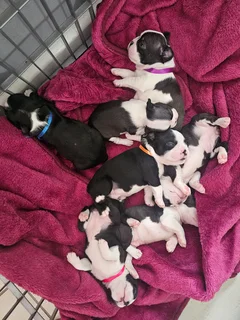 Boston Terrier Puppies for Sale