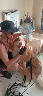 Dog Walking (Lintong Grange and Westering)