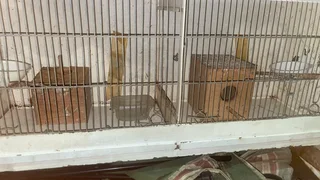Canary breeding cage