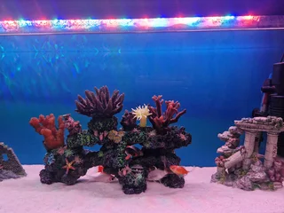 3ft fish tank