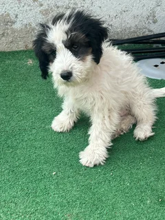 Maltese Mixed Cocker Spaniel pups