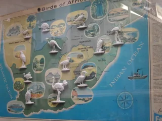 WANTED COKE AND FANTA ANIMALS AND CARDS