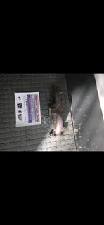 Ford Kuga ecoboost 1.6 Exhaust Manifold