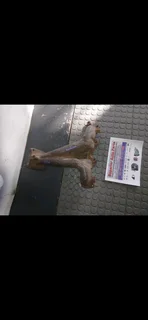 Vw Polo 1.6 BAH Exhaust manifold