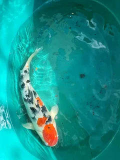 12 Beautiful Koi