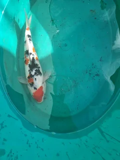12 Beautiful Koi