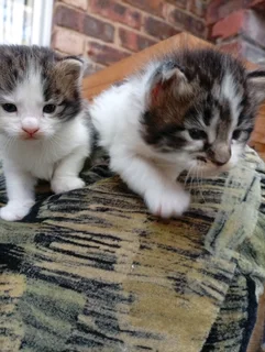 Maine Coon Cross Kittens