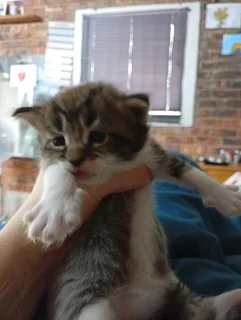 Maine Coon Cross Kittens