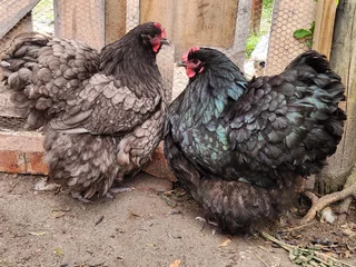 Pure black and splash Orpington Chicks