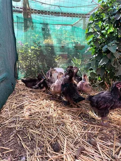 Pure black and splash Orpington Chicks