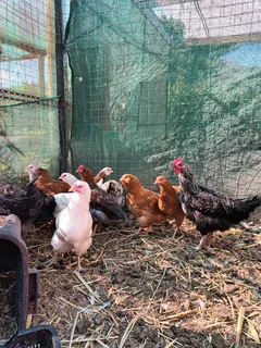 4mo Brahma Cross chickens