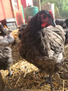 Black, Splash and grey orpingtons