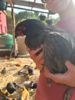 Black, Splash and grey orpingtons