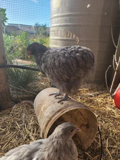 Black, Splash and grey orpingtons