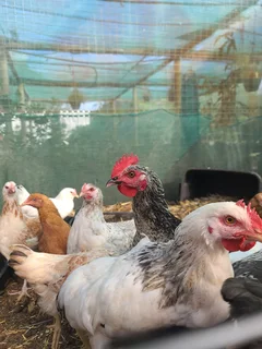 Brahma/Easter Egger chickens