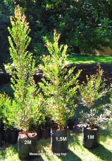 TREES  FOR  HEDGES  - Eugenia is best