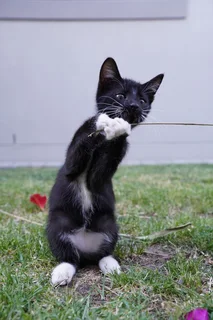 Rescue kittens need new homes.