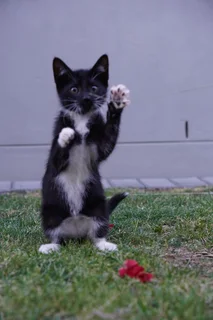 Rescue kittens need new homes.