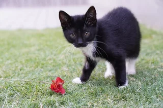 Rescue kittens need new homes.