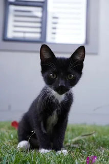 Rescue kittens need new homes.
