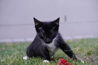 Rescue kittens need new homes.