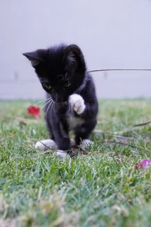 Rescue kittens need new homes.