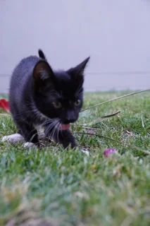 Rescue kittens need new homes.