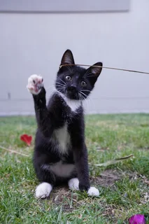 Rescue kittens need new homes.