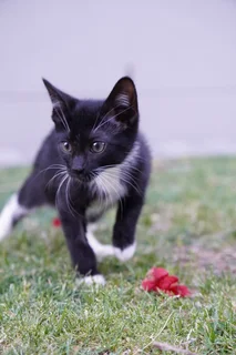 Rescue kittens need new homes.