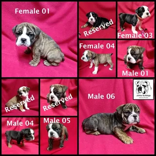 English bulldog puppies