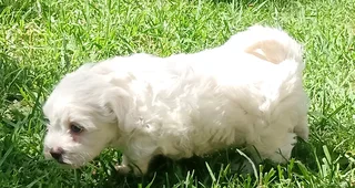 Maltese male puppy