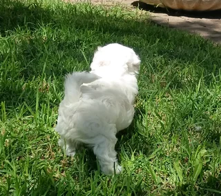 Maltese male puppy