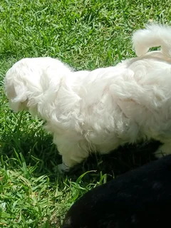 Maltese male puppy