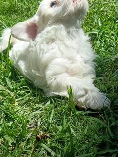 Maltese male puppy