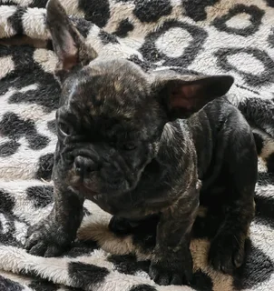 French bulldog